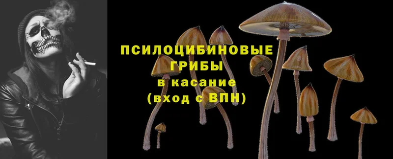 закладки  Кизилюрт  Псилоцибиновые грибы Psilocybine cubensis 